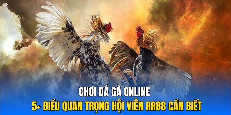 Chơi Đá Gà Online | 5+ Điều Quan Trọng Hội Viên RR88 Cần Biết