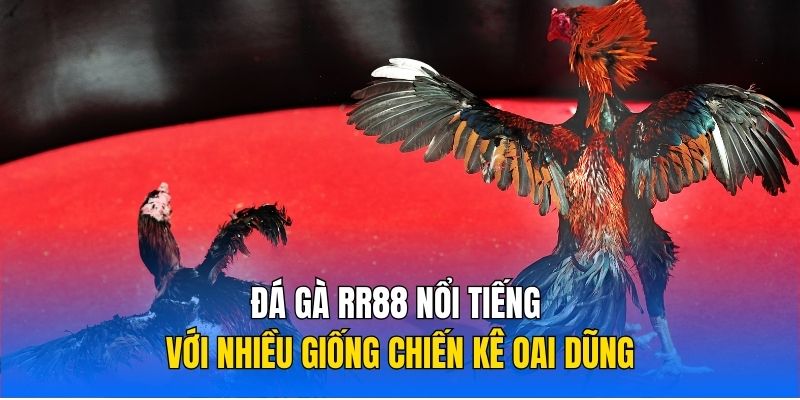 Đá gà RR88 nổi tiếng với nhiều giống chiến kê oai dũng