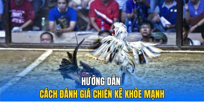 Hướng dẫn cách đánh giá chiến kê khỏe mạnh