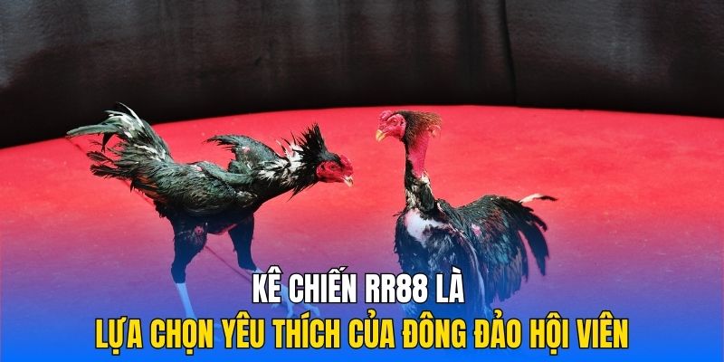 Kê chiến RR88 là lựa chọn yêu thích của đông đảo hội viên