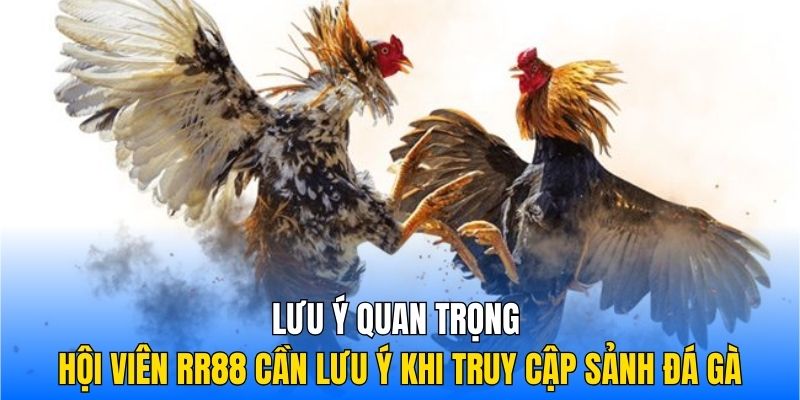 Lưu ý quan trọng hội viên RR88 cần lưu ý khi truy cập sảnh Đá gà