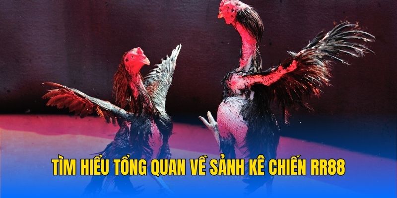 Tìm hiểu tổng quan về sảnh Kê chiến RR88